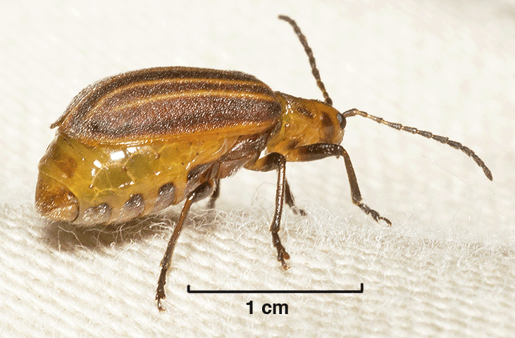 Coleoptera scarabaeoidae 4exx chironitis furcifer     italy  lazio 